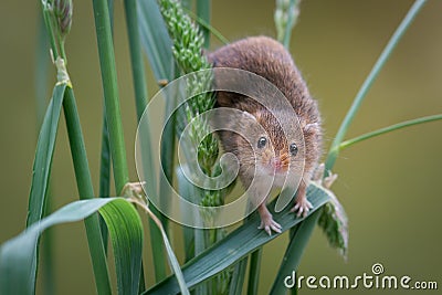 Harvest Mouse on wheat Stock Photo