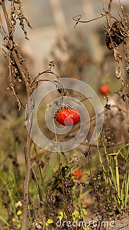 Harvest overripe tomatoes on dry stems in autumn Stock Photo