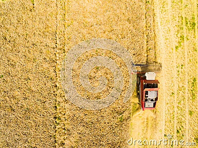 Harvest of rapeseed field. Stock Photo