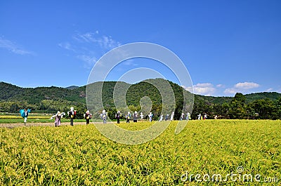 Harvest of rice farm and scarecrows, Japan Editorial Stock Photo