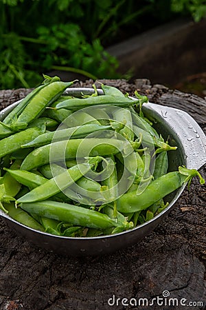 Harvest of ripe pods of green peas. Green peas in stitches in a metal bowl on a wooden natural background. Stock Photo