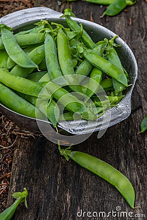 Harvest of ripe pods of green peas. Green peas in stitches in a metal bowl on a wooden natural background. Stock Photo