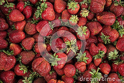 Harvest ripe strawberries. Natural background of red strawberries. Stock Photo