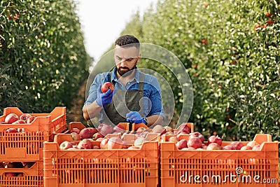 Harvest season agriculture, quality control, gardener or owner working on eco farm Stock Photo