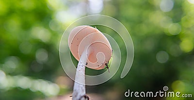 Harvest season for forest medicinal mushrooms Stock Photo