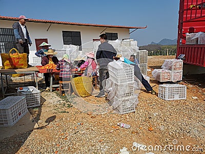 Some workers are packaging oranges at an orchard Editorial Stock Photo