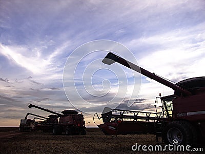 Harvest soybean Editorial Stock Photo