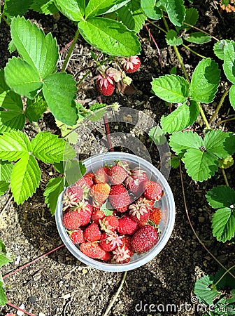 The harvest of strawberries collected in a bowl Stock Photo