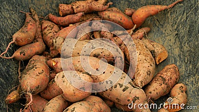 Harvest sweet potato pile Ipomoea batatas close-up tuberous tubers roots field soil spade bio farm harvesting plant Stock Photo