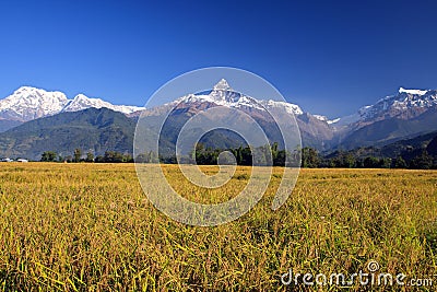 Harvest,Terrace Rice Paddy Field Stock Photo