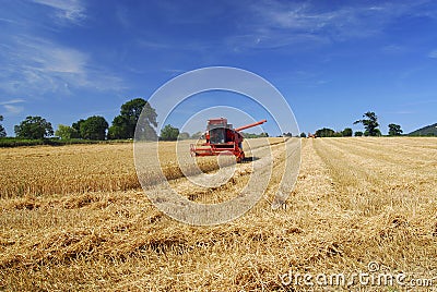 Harvest time Stock Photo