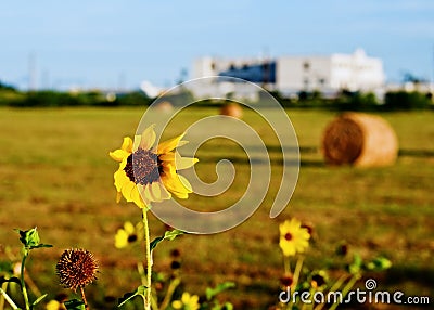 Harvest time Stock Photo