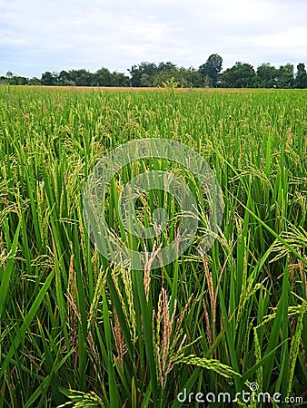 Harvest time for rice in villages oriza sativa Stock Photo