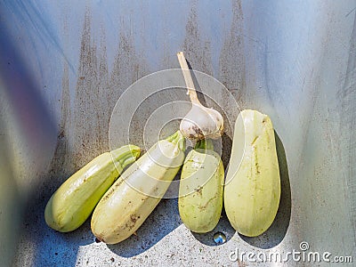 Harvest vegetables close-up in a garden cart. Stock Photo