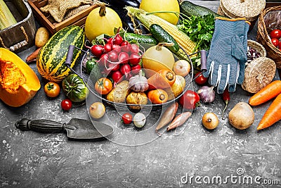 Harvest vegetables with herb kitchen garden Stock Photo