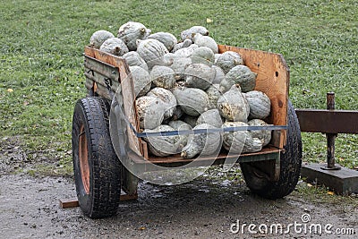 Harvest wagon filled with pumpkins at a pumpkin patch in fall. Stock Photo