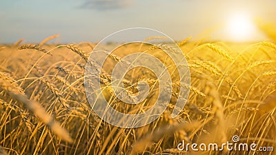 Harvest wheat. Stock Photo