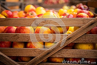 Harvested apples in wooden box Stock Photo