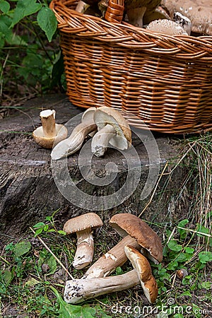 Groups of porcini mushrooms Boletus edulis, cep, penny bun, porcino or king bolete and wicker basket on natural wooden Stock Photo