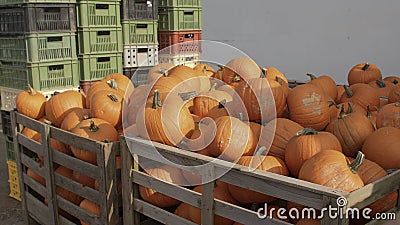 Harvested boxes farm store warehouse Accumulation products before transportation Stock Photo