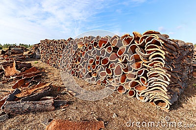 Harvested cork oak bark from the trunk of cork oak tree Quercus suber for industrial production of wine cork stopper in the Stock Photo