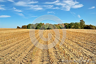 Harvested Cornfield Stock Photo