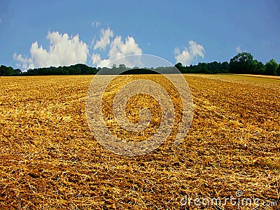 Harvested cornfield Stock Photo