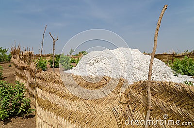 Harvested cotton being piled up in traditional reed stockage under the blue African sky in Benin Stock Photo