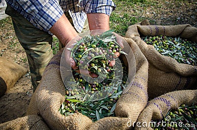 Harvested fresh olives in sacks. Stock Photo