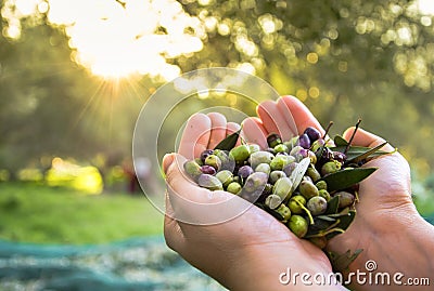 Harvested fresh olives. Stock Photo