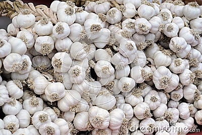 Harvested garlic Stock Photo