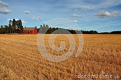 Harvested grainfield Stock Photo