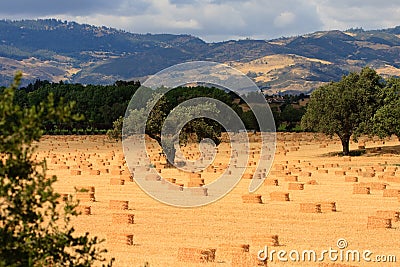 Harvested of hay Stock Photo