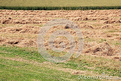 Harvested hay field in warm summer Stock Photo
