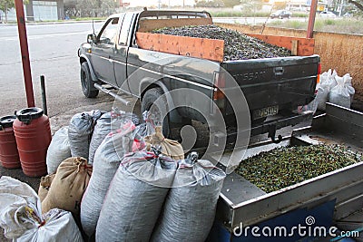 Harvested olives in olive oil mill in Greece Editorial Stock Photo