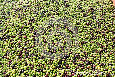 Harvested olives in olive oil mill in Greece Stock Photo
