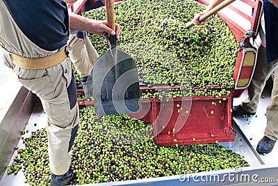 Harvested olives unloaded from truck to press hopper in olive oil mill Editorial Stock Photo