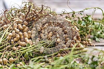 Harvested Peanuts Stock Photo