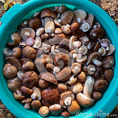 Harvested peeled Suillus mushrooms. Autumn season. Stock Photo