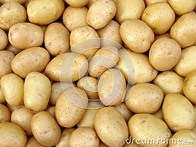 Harvested potato tubers Stock Photo