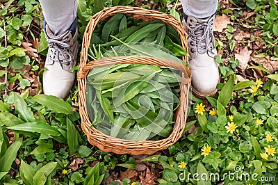 Harvested ramson leaves in wicker basket Stock Photo