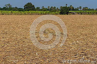 The harvested sugarcane field Stock Photo