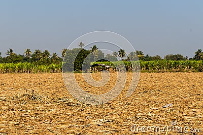 The harvested sugarcane field Stock Photo