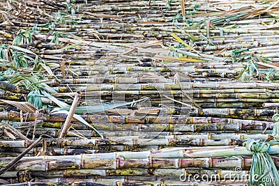 Harvested sugarcane fields Stock Photo