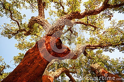 Harvested trunk of an old cork oak tree Quercus suber in evening sun, Alentejo Portugal Stock Photo