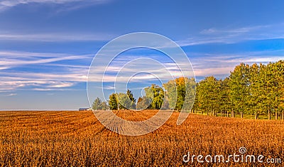 Harvested Wheat Field in Indian Summer Stock Photo