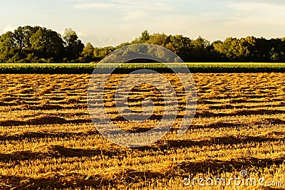 Harvested wheat field summer season landscape golden in sunset light Stock Photo