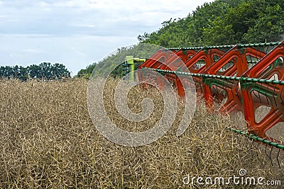 Harvester harvester collecting ripe rapeseed beans on the field Stock Photo