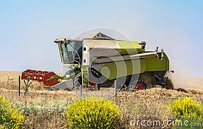 Harvester collecting wheat in summer Stock Photo