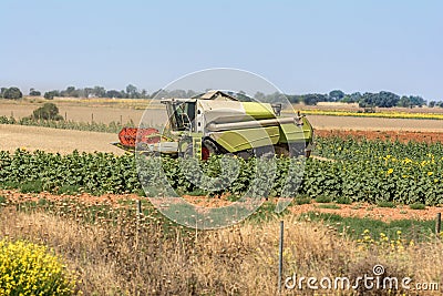 Harvester collecting wheat in summer Stock Photo